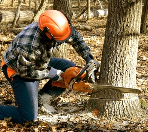Tree Removal in Towson, MD